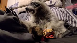 Cute Raccoon Enjoying a Crunchy Snack