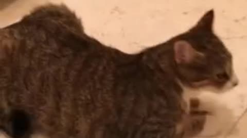 Sorry Kitty - The cutest cat video ever - Kitty Cat Goes Overboard Cute