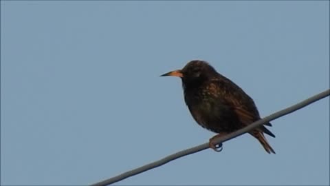 Solo Starling on a Television Wire