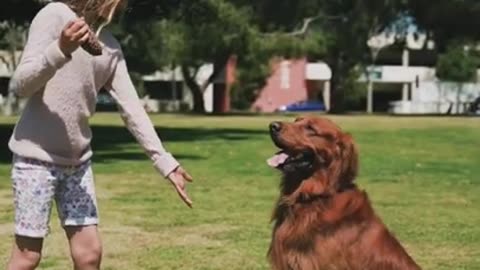 Dog training video