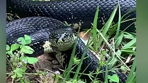 Aggressive king snake