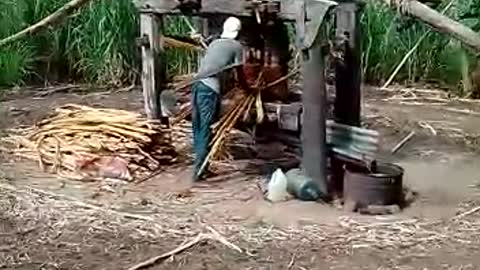 Even to-day sugar cane processing in Haiti