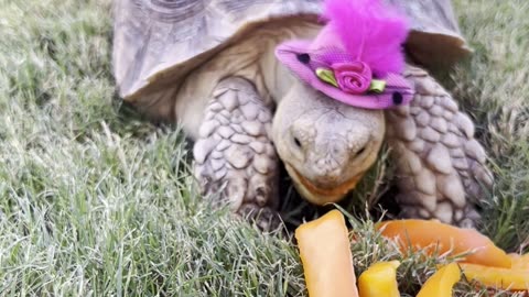 Cute Tortoise Eats Peppers In Elegant Hat