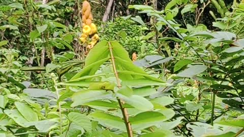 wild plants in central kalimantan
