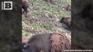 BUTT OUT BISON! Bovines Clash in the MIDDLE OF TRAFFIC at Yellowstone