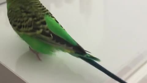 The lovebird sings and imitates what its owner asks it to do