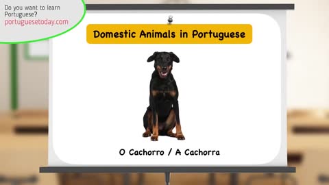 Animais Domésticos (Domestic Animals) in Portuguese
