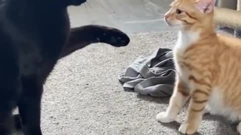 The Funniest Cat Video Ever