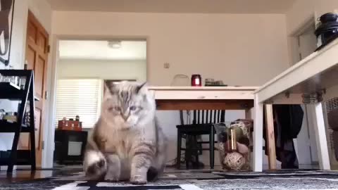 Funny Cat Shows Off His Clown-Style Walk😂🤣🤣