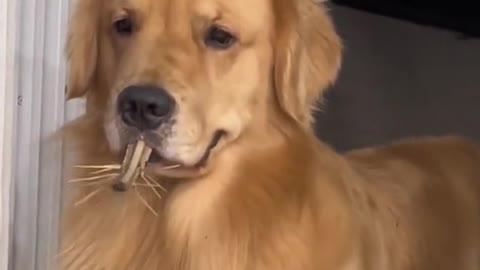 Golden Retriever has a bug in his mouth