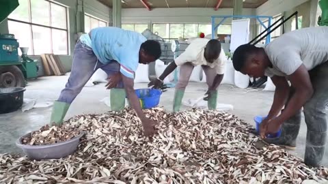 Transforming cassava peels into animal feed