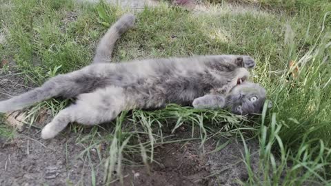 GATINHO LINDO BRINCANDO