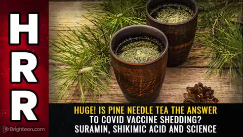 HUGE! Is pine needle tea the answer to covid vaccine shedding? Suramin, shikimic acid and science