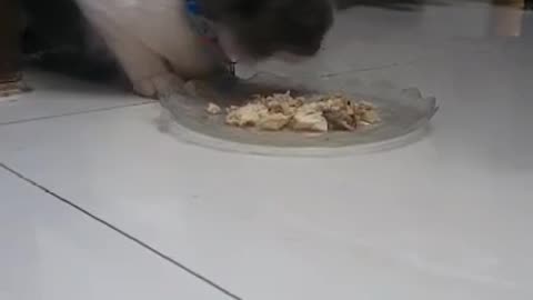 Cat Food