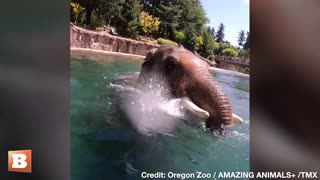 Oregon Zoo Celebrates Samudra the Elephant's 15th Birthday With Highlight Reel