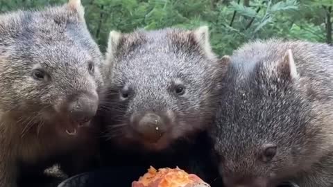 Wombat family