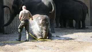 Elephant Wash in the Zoo