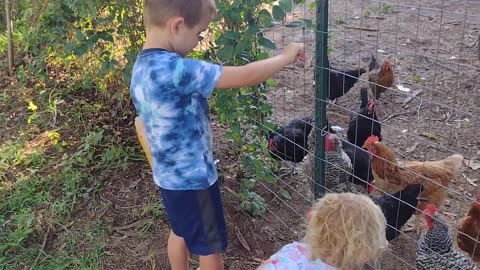 jumping chickens kids feeding chickens treats