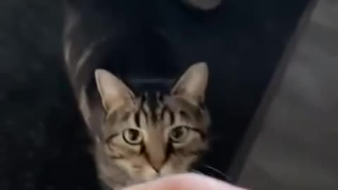 Cat Plays With Owner But Suddenly Scratches Their Finger