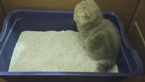 How to Litter Train a Kitten | Potty Training My #BritishShorthair Kittens