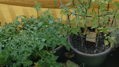 Severe Thunderstorm Watched - Porch Paradise Moments #VertVids