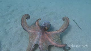 Octopus Swimming on the Ocean Floor