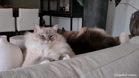 Need A Laugh? Watch These Funny Cats 🤣