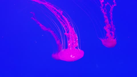 Uplifting beats with amazing flowing jellyfish, great study, party music