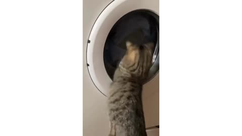 Therapeutic Cats are Totally Amused By Washing Machine - Cats and Kittens being adorable