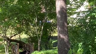 Mama Bear Napping on the Bridge With Her Cubs