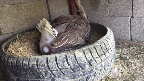 Goose lays an egg