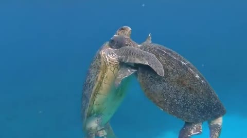 Turtles swimming