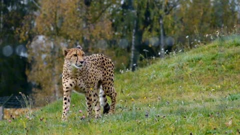 Majestic Cheetah