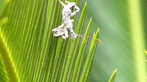 Assassin Bug eats stink bug