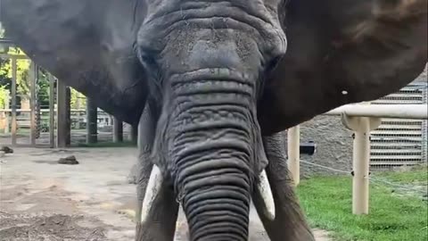 Elephants Tricks - How smart are Elephants?