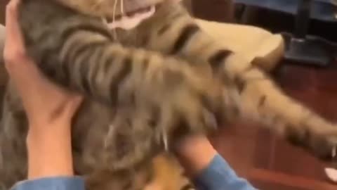 Watch Adorable Cute Cat Video That Will Make You Smile