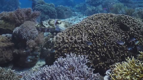 Masters of Disguise: Cuttlefish and Their Incredible Camouflage Abilities