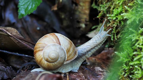 Snail Shell Sneak Creeping