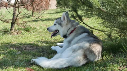 beautiful husky dog