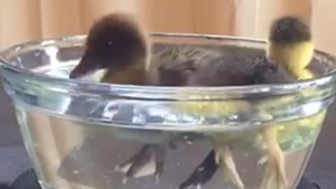 Baby ducklings experience swimming for the first time