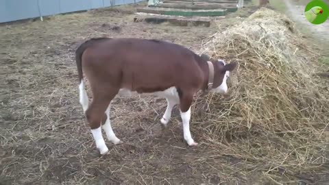 Claves videos #Adorable cow baby