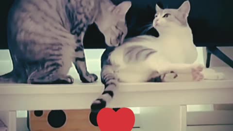A Playful Cat Teases and Entertains Other Cats - Hilarious Feline Fun