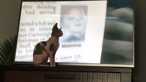 Sphynx loves Alex jones