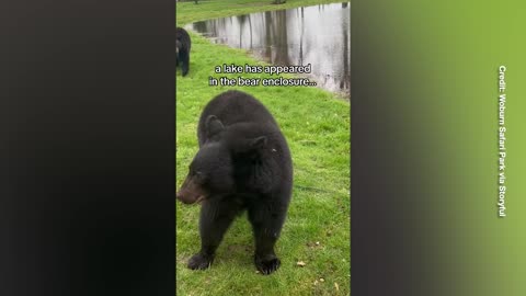 Bear-y Tale: Black Bears Delightfully Play with Swan Boat
