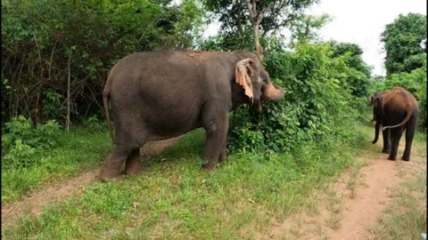Visiting Rescued Elephants (Chang) at Pattaya Elephant Sanctuary - Pattaya, Thailand 2022