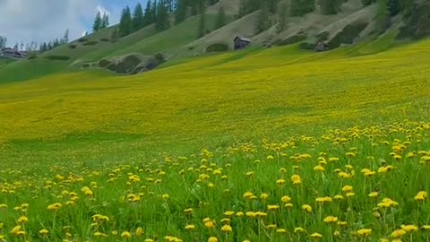 Nature's Beauty: A Stunning View of Greenery and Yellow Flowers