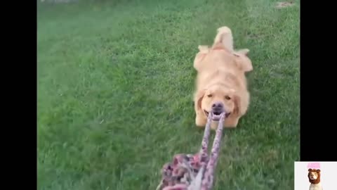 Vídeos de Perros 🐶 Perros y Cachorros lindos y graciosos 😍