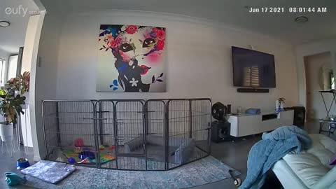 Sweet Frenchie Climbs Out Then Runs Wild in the House