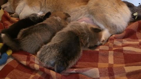 Small dogs breastfeed from mother