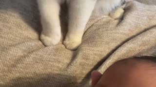Kitty Gently Tries to Take Newborns Binky